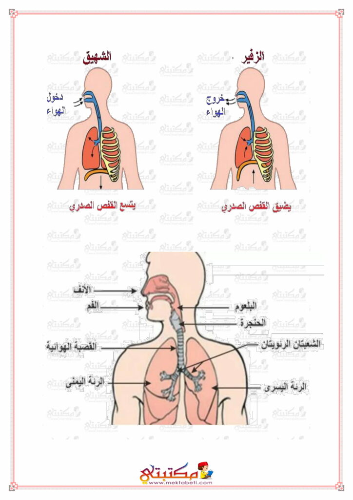 التنفس عند الإنسان مكتبتي سعادتنا في خدمتكم