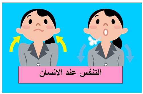 التنفس عند الإنسان مكتبتي سعادتنا في خدمتكم