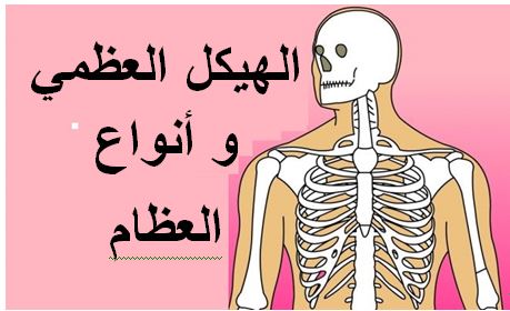 الهيكل العظمي وأنواع العظام - مكتبتي المنصة التعليمية